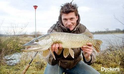 image of barracouta