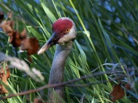 image of crane