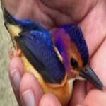 image of bird