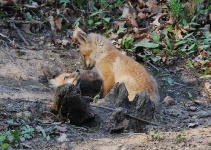 image of kit_fox