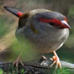 image of bird