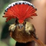 image of bird