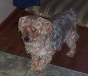 image of australian_terrier