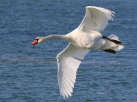 image of swan