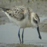 image of bird