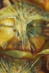 image of pineapple