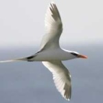 image of bird