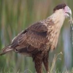 image of bird