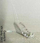 image of mayfly