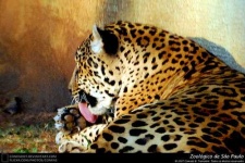 image of jaguar_car
