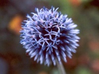 image of flower