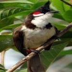 image of bird