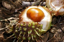 image of buckeye