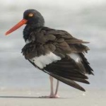 image of bird