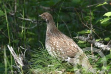 image of ptarmigan