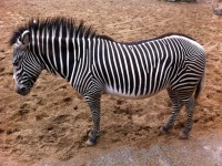 image of zebra #25