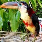 image of bird