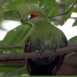 image of bird