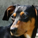 image of animal