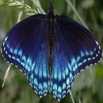 image of animal