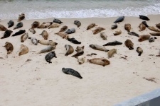 image of animal