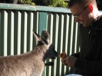 image of wallaby