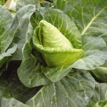 image of fruit_and_vegetable