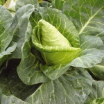 image of cabbage #22