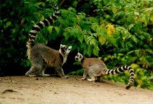 image of madagascar_cat