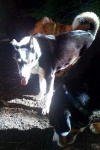 image of greater_swiss_mountain_dog