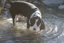 image of english_springer