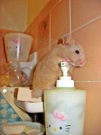 image of hamster