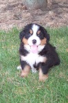 image of bernese_mountain_dog #30