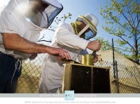 image of apiary