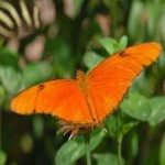 image of animal