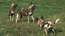 image of african_hunting_dog