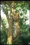 image of animal