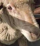 image of animal