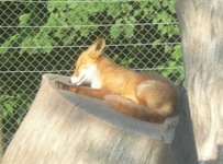 image of animal