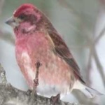 image of bird
