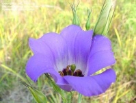 image of flower