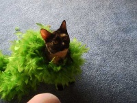 image of feather_boa