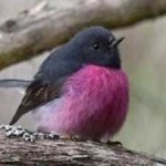 image of bird