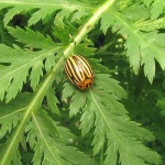 image of leaf_beetle