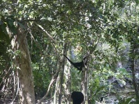 image of howler_monkey