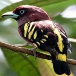 image of banded_broadbill #4