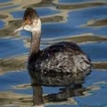 image of bird