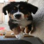 image of animal
