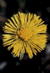 image of flower