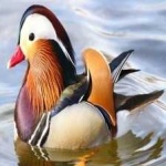 image of bird